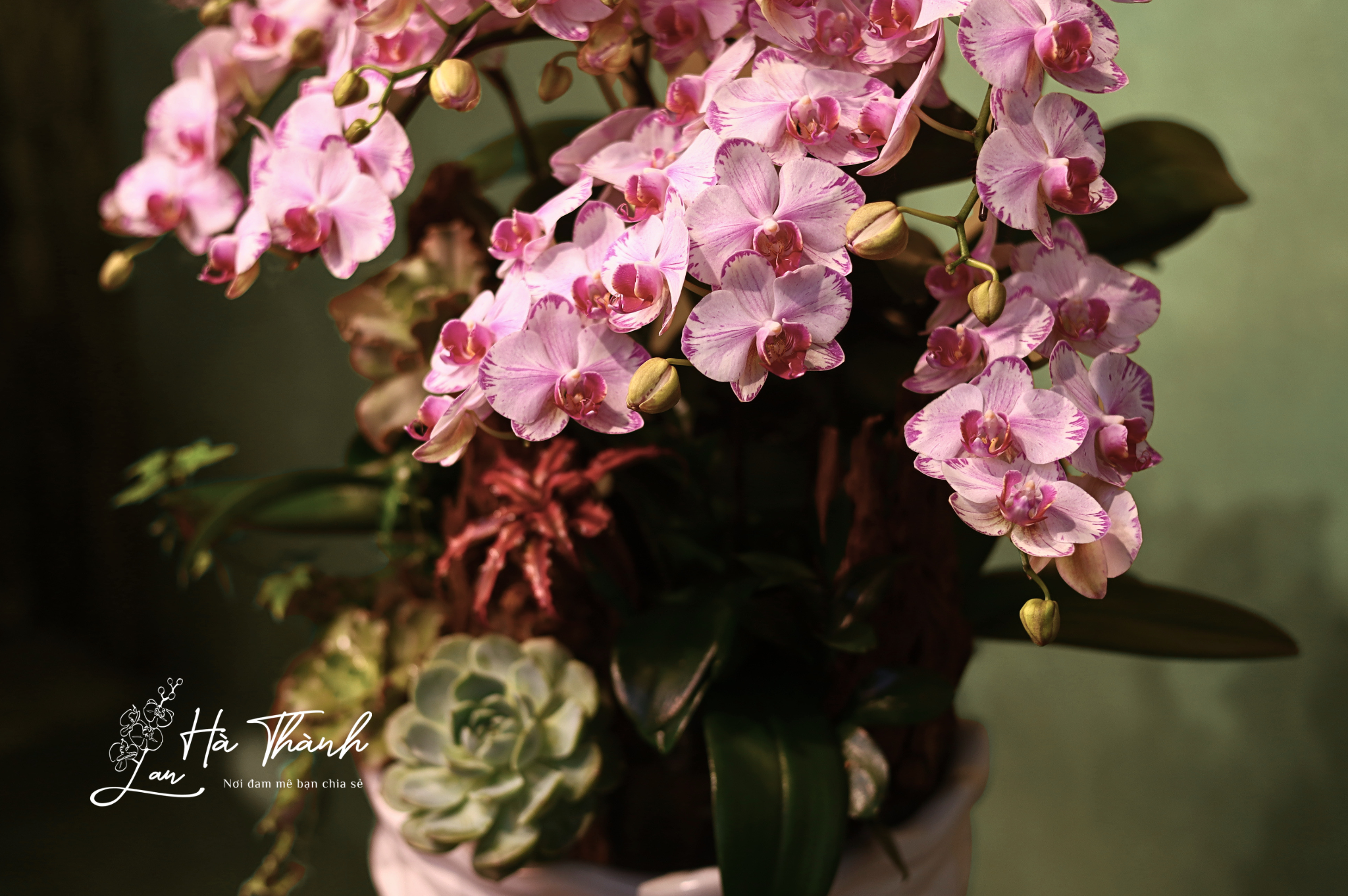 🌸 Chậu Lan Hồ Điệp mini tiểu cảnh trắng hồng – Nét tinh tế từ Lan Hà Thành